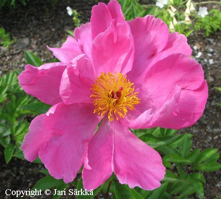 Paeonia lactiflora  </i> 'Fen Yu Nu'
